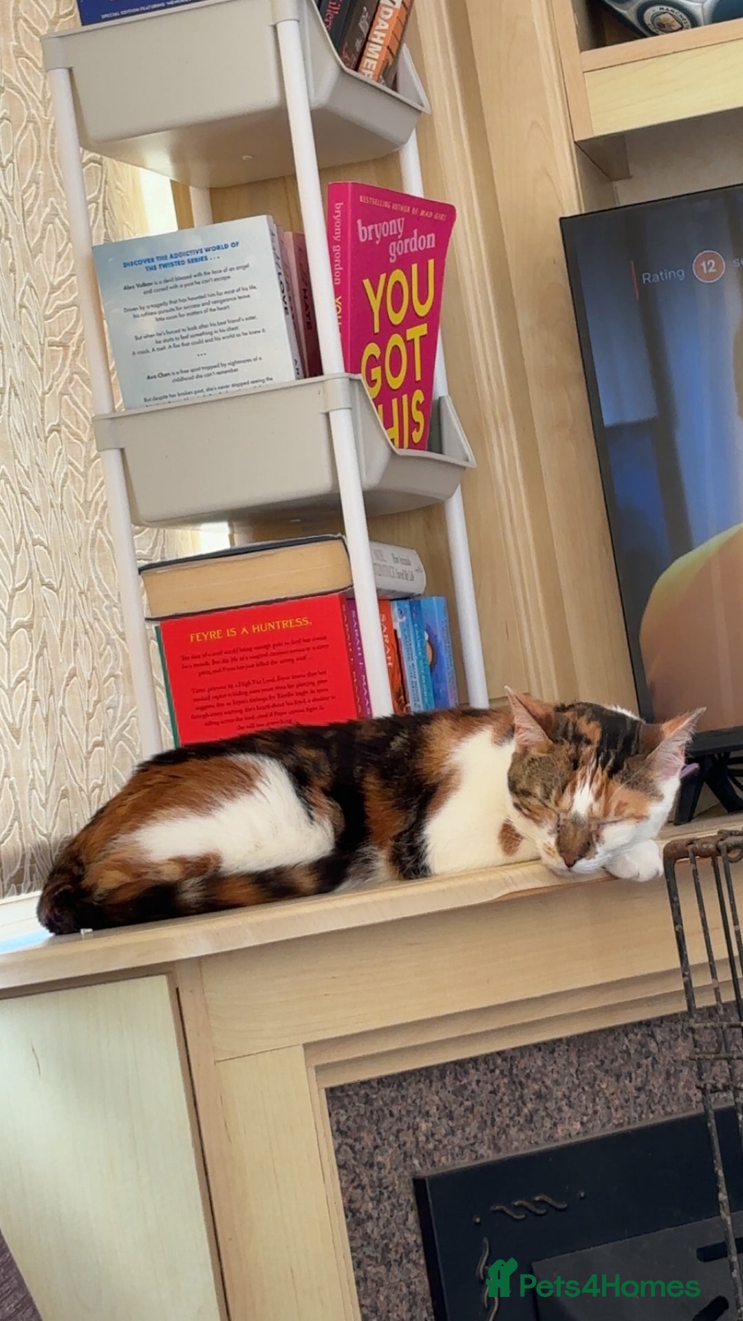 Mixed Breed cats for sale: Flora and cosmo - Image 6