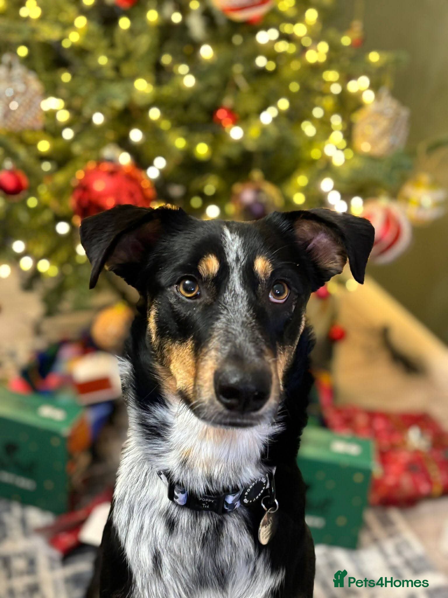 Meet Dave,  currently residing in Aberdeen — Mixed Breed