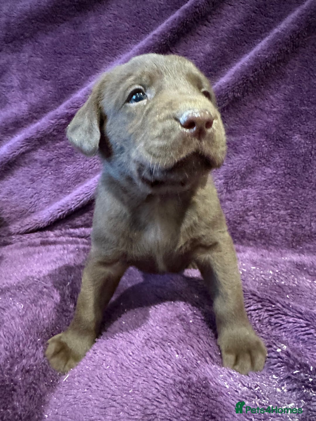 Labrador Retriever dogs for sale: Black Labrador Puppies, 5* Licensed Breeder - Advert 34