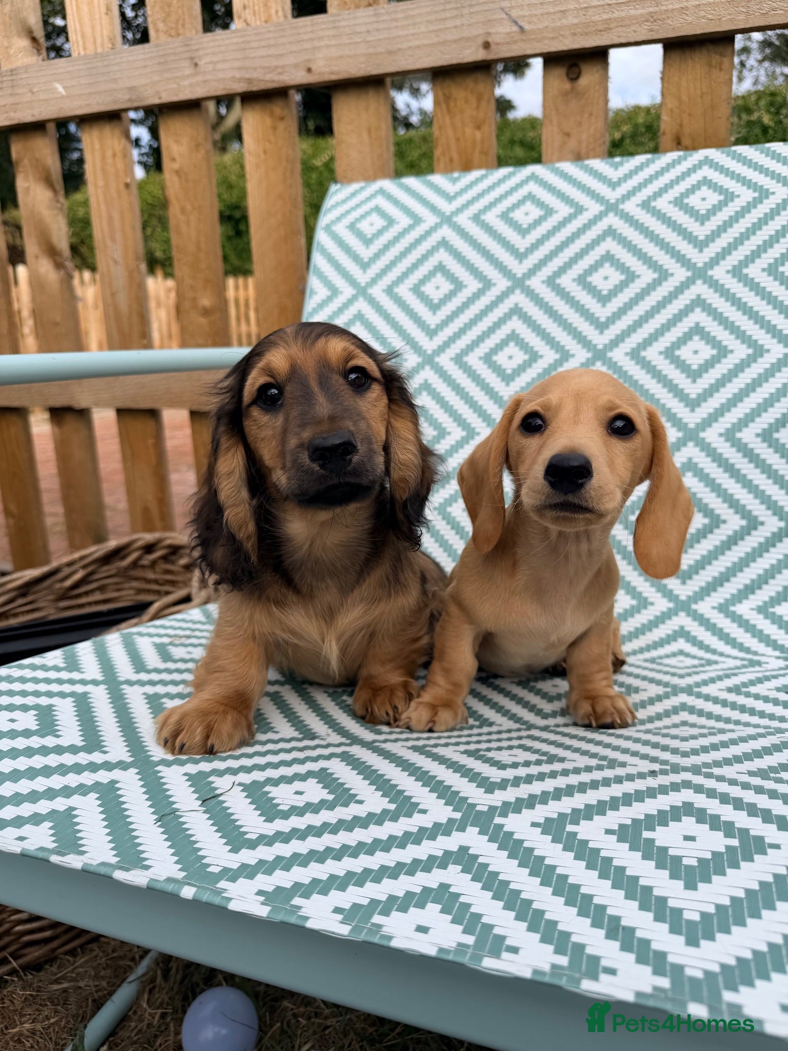 Miniature Dachshund dogs 5 Mini Smooth & 1 Mini Long Haired Dachshunds - Advert 1