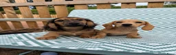 Miniature Dachshund dogs for sale: 5 Mini Smooth & 1 Mini Long Haired Dachshunds - Advert 1