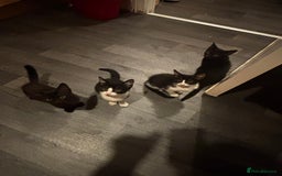 York Chocolate cats for sale: York and tuxedo boys for sell  - Image 1