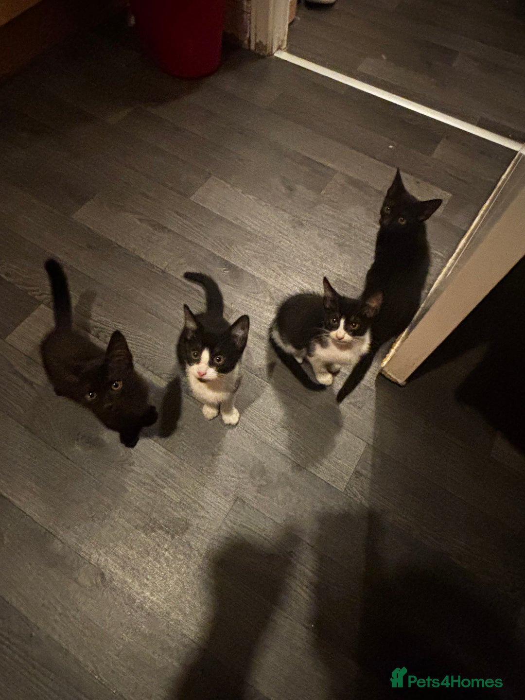 York Chocolate cats for sale: York and tuxedo boys for sell  - Image 1