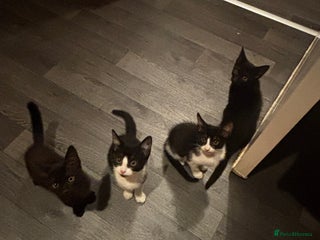 York Chocolate cats - Advert 3