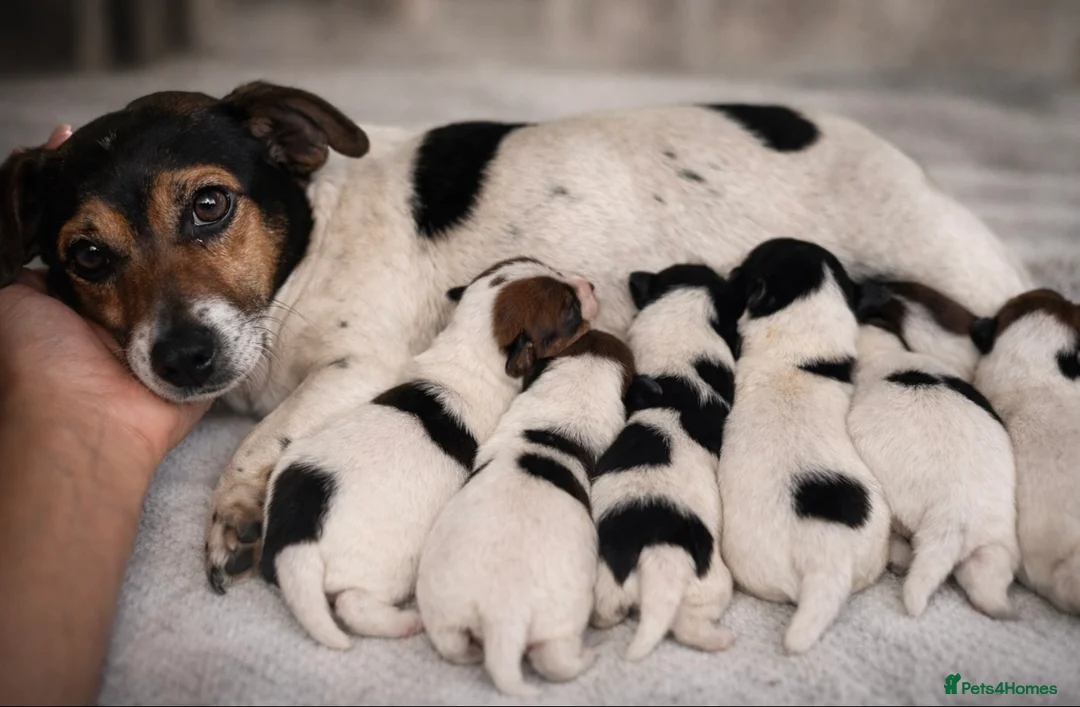 Jack Russell dogs for sale:  **  Jack Russel puppies. in Thame - Advert 1