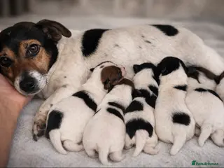 Jack Russell dogs Teacup Jack Russel puppies. - Advert 7