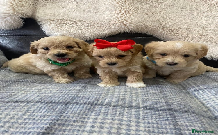 Maltipoo dogs - Advert 1