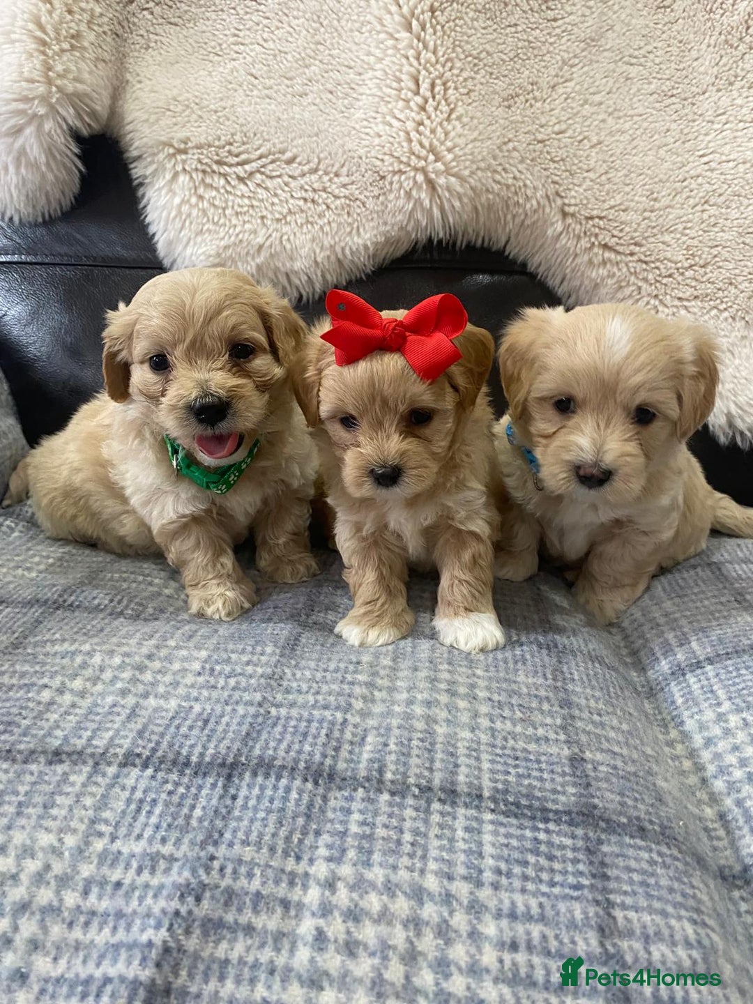 Maltipoo dogs for sale: Gorgeous f1 maltpoos health tested parents  - Image 2