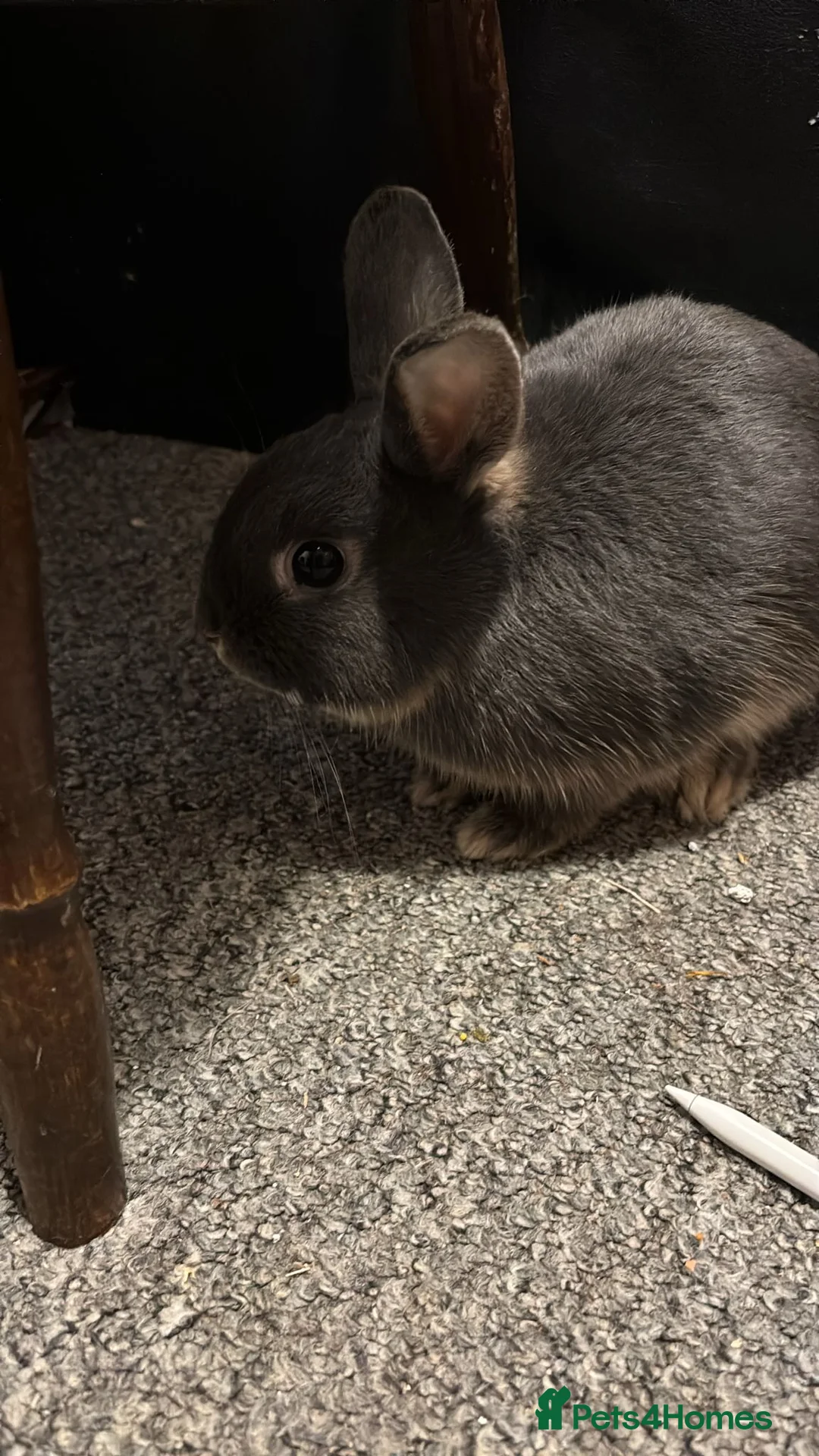 Netherland Dwarf rabbits for sale: One boy to a good home in Kettering - Advert 1