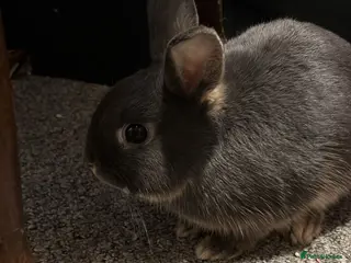 Netherland Dwarf rabbits One boy to a good home - Advert 1