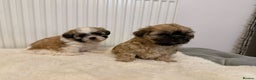 Shih Tzu dogs for sale: Shih Tzu - Advert 2