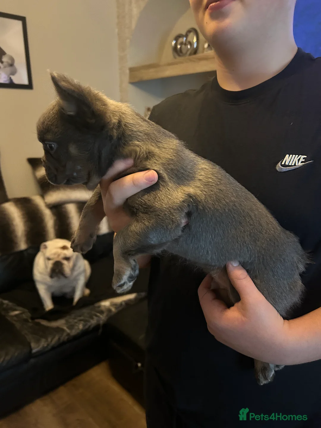 French Bulldog dogs for sale: Male fluffy frenchie - Advert 13