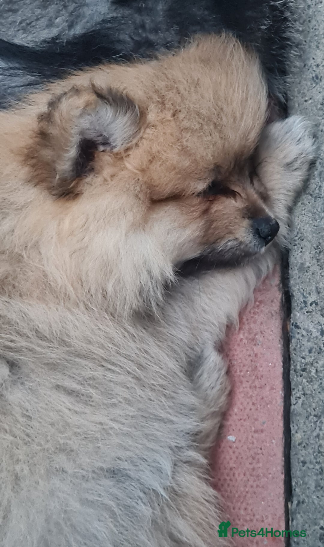 Mixed Breed dogs for sale: Ready now Pomeranian cross. ( Lapponian ) - Image 27