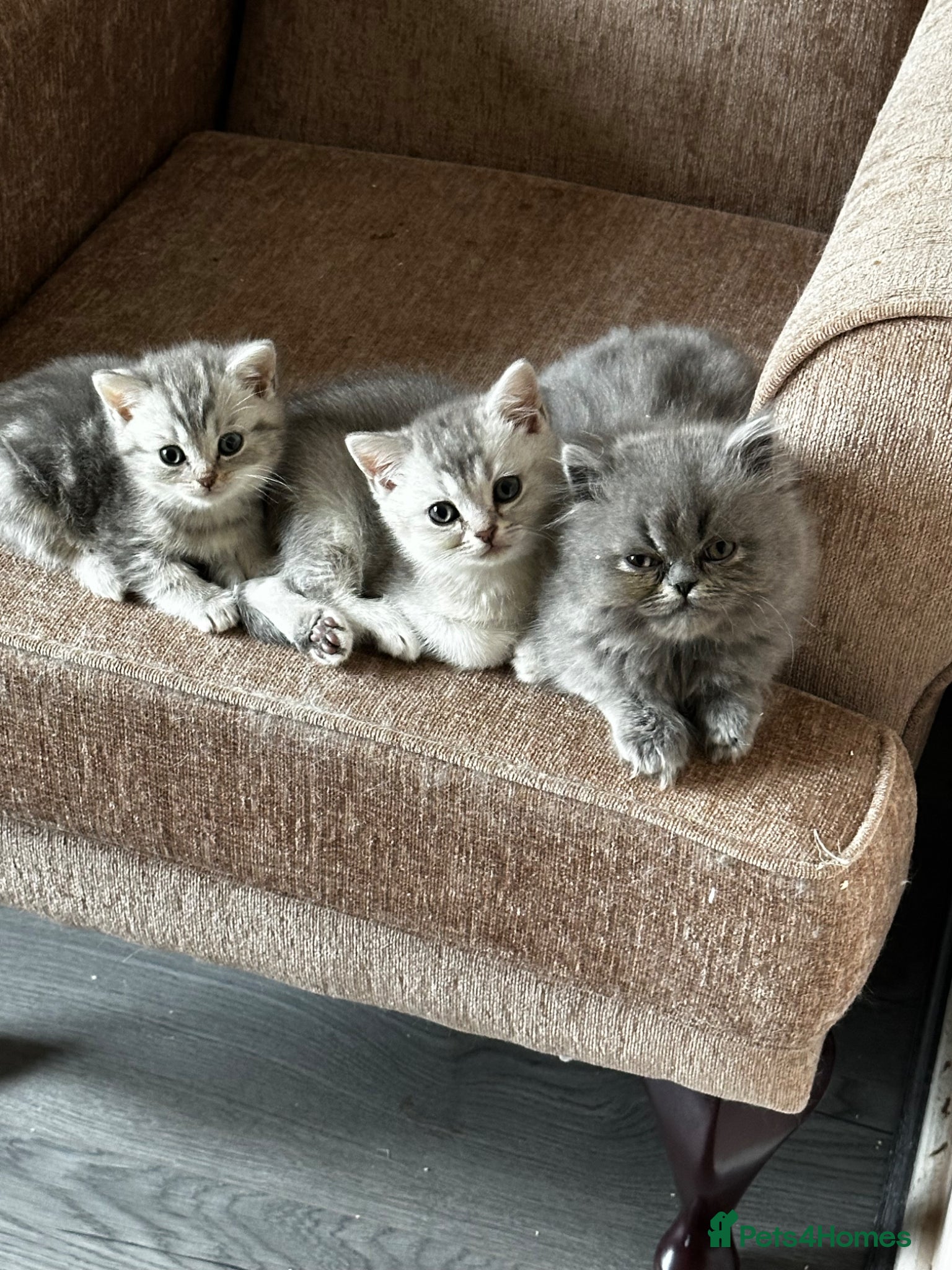 British Shorthair cats Pure Silver British Shorthair boy  - Advert 1