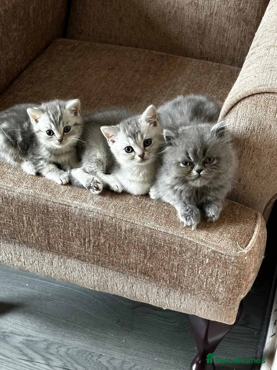 British Shorthair cats for sale: Pure Silver British Shorthair boy  - Advert 1
