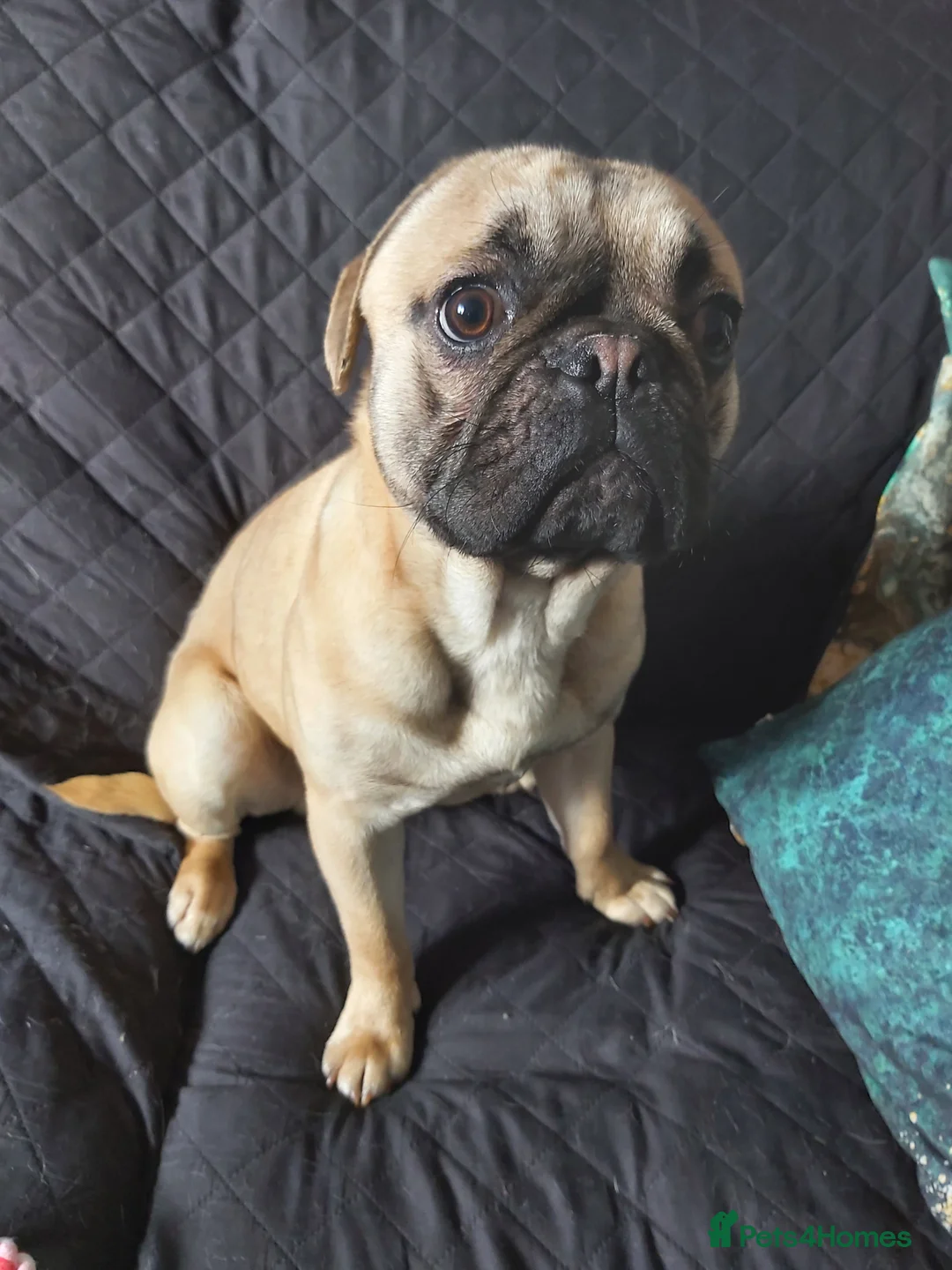 Mixed Breed dogs for sale: Cute Dexter - Advert 1