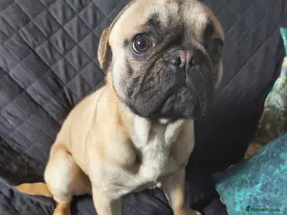 Mixed Breed dogs Cute Dexter - Advert 1