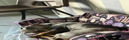 Dachshund dogs for sale: Darcy in Luton - Advert 4