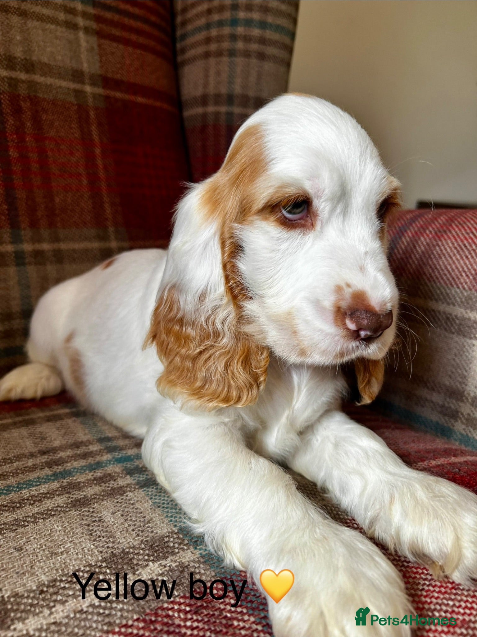 Cocker Spaniel dogs KC registered, show type, cocker spaniels  - Advert 2