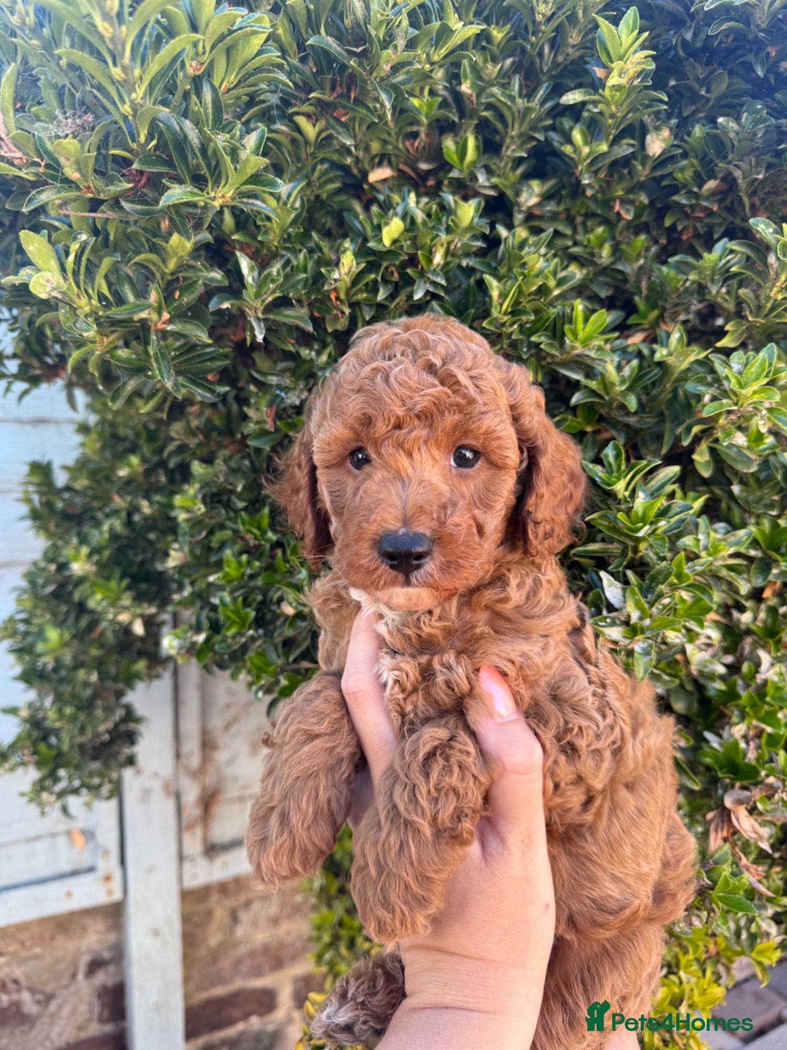Cavapoo dogs Red curly cavapoo puppies  - Advert 15