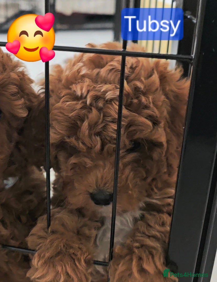 Cavapoo dogs One Toy Cavapoo's Left - Both Girls - Advert 2