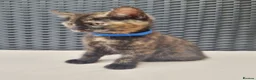 Mixed Breed cats for sale: Beautiful 3/4 Mainecoon cross BSH Kittens For Sale - Advert 22