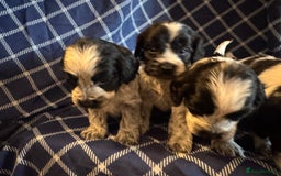 Cockapoo dogs for sale: Cockapoo puppies ready to be reserved  - Image 9