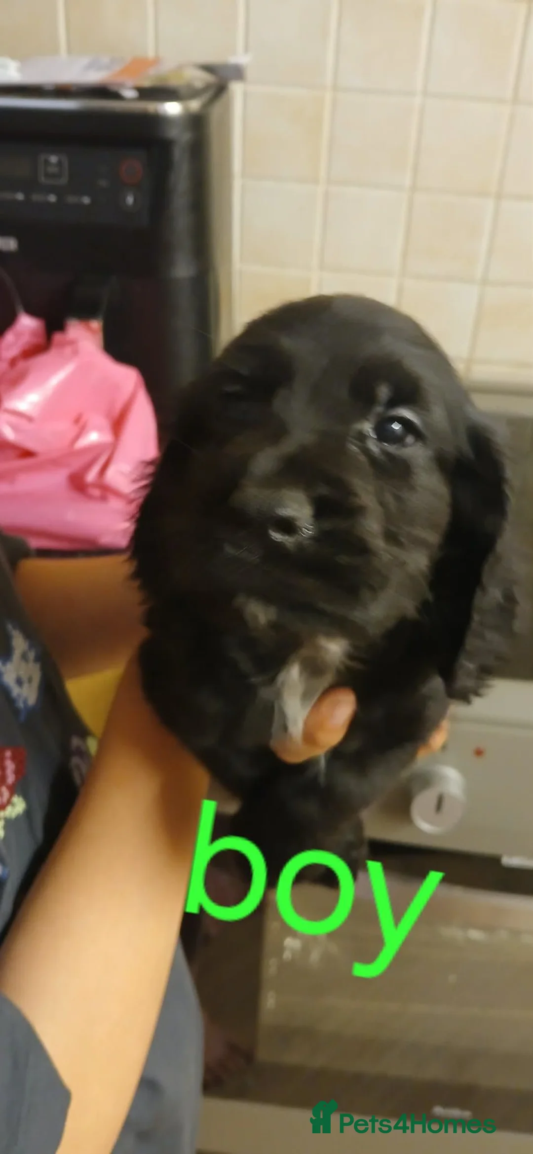Cocker Spaniel dogs for sale: Ready to leave 7 cocker spaniels - Advert 8