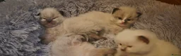 Ragdoll cats for sale: 4 beautiful fluffy ragdoll kittens - Advert 13