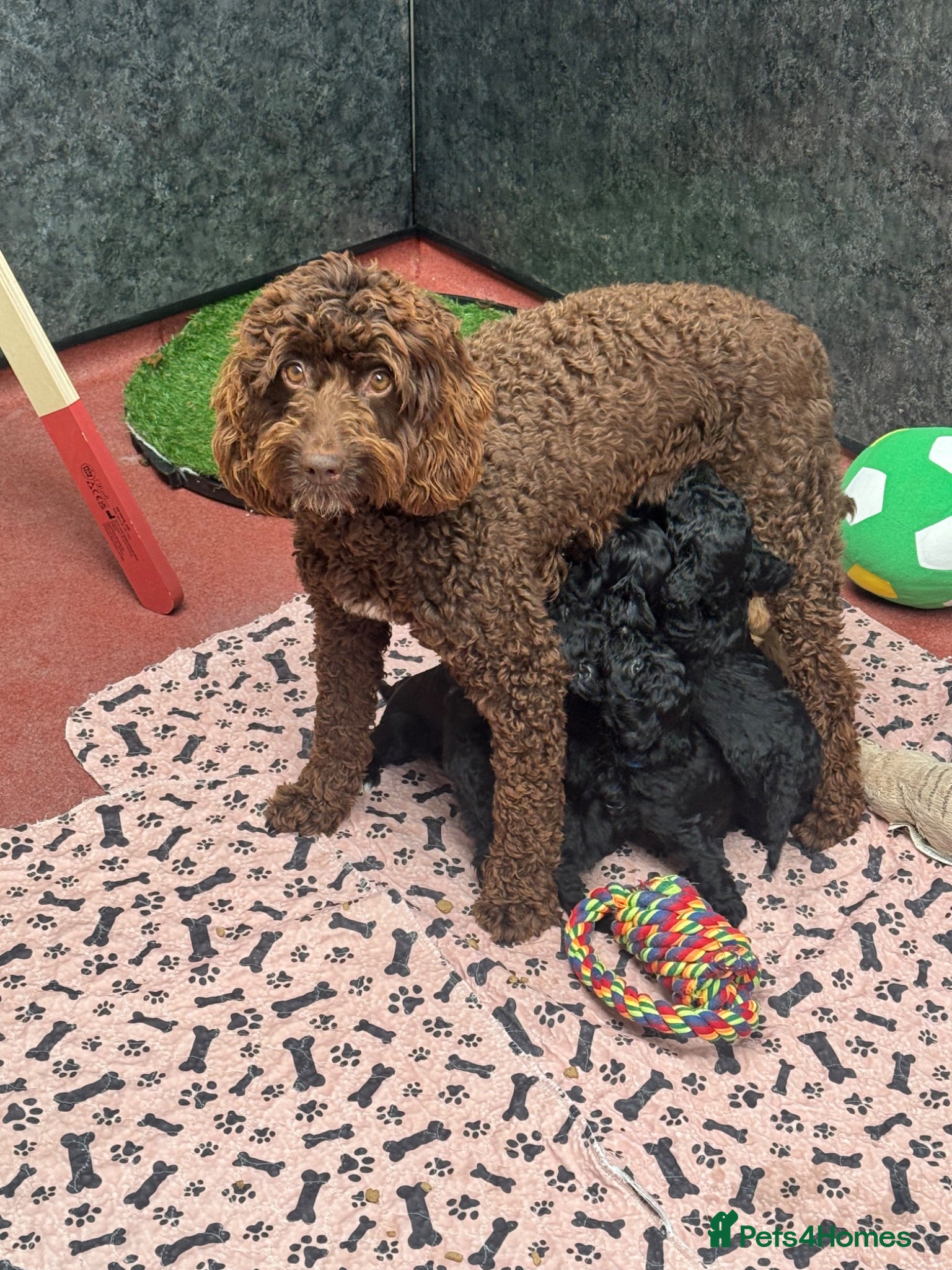 Cockapoo dogs F1b Cockapoos - Advert 2