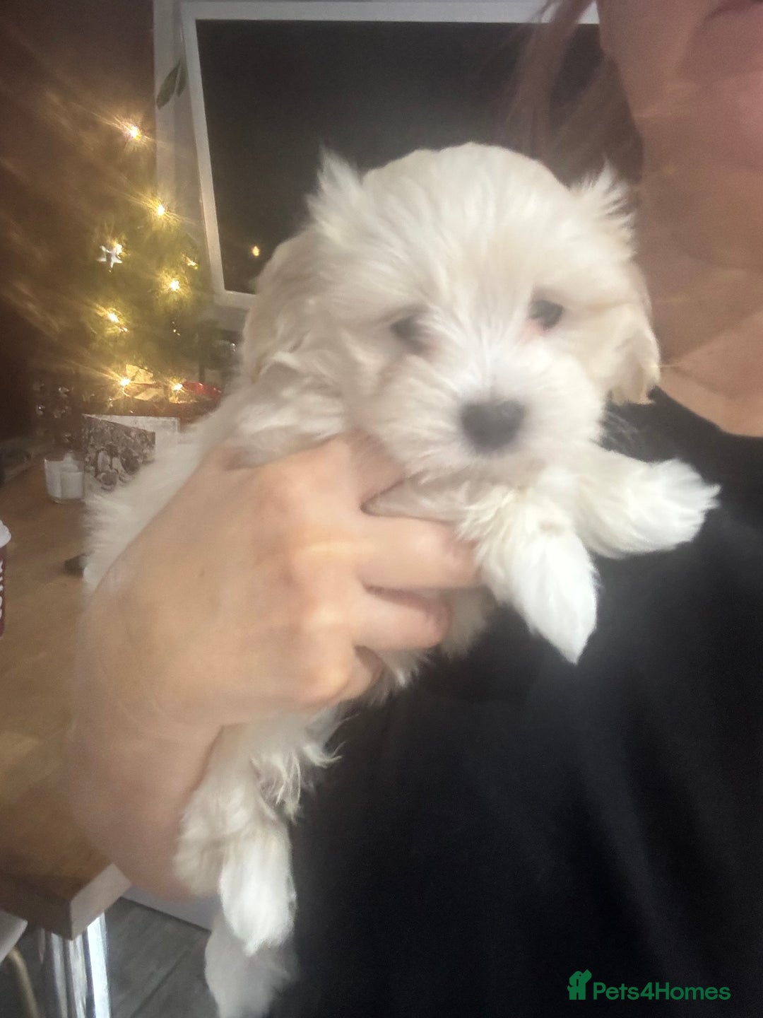 Maltipoo dogs for sale: Maltipoo - Advert 10