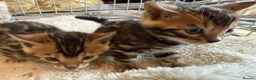 Bengal cats for sale: Outstanding Pedigree TICA Bengal Kittens - Advert 11
