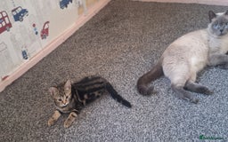 British Shorthair cats for sale: British Shorthair kitten  - Image 5