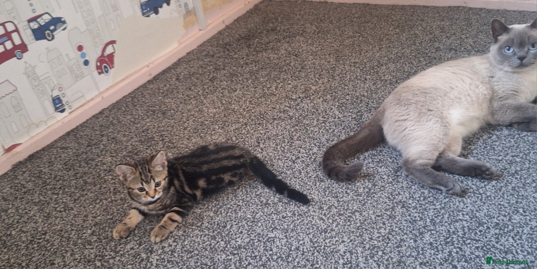 British Shorthair cats for sale: British Shorthair kitten  - Image 5