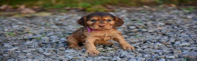 Cocker Spaniel Puppy 4