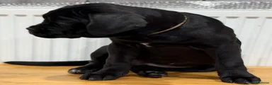 Cane Corso 2