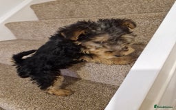 Mixed Breed dogs for sale: 3 x Fox Terrier crossed Welsh Terrier pups - Image 10