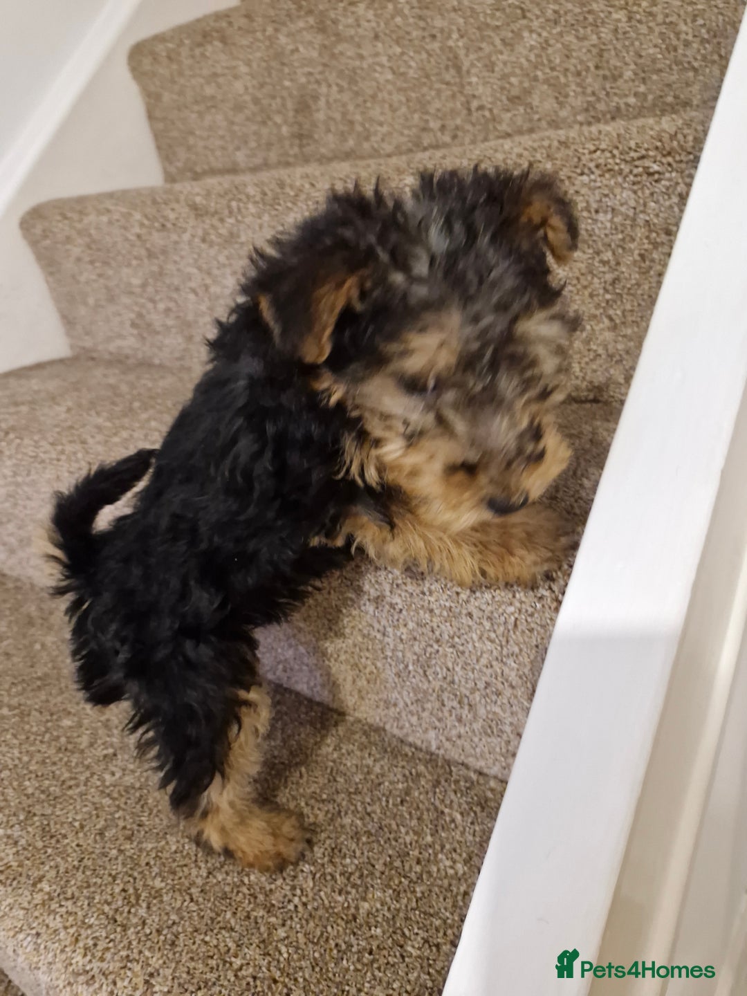 Mixed Breed dogs for sale: 3 x Fox Terrier crossed Welsh Terrier pups - Image 10