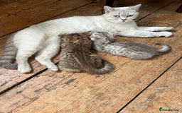 British Shorthair cats for sale:  Beautiful and gentle British shorthair kittens - Image 10