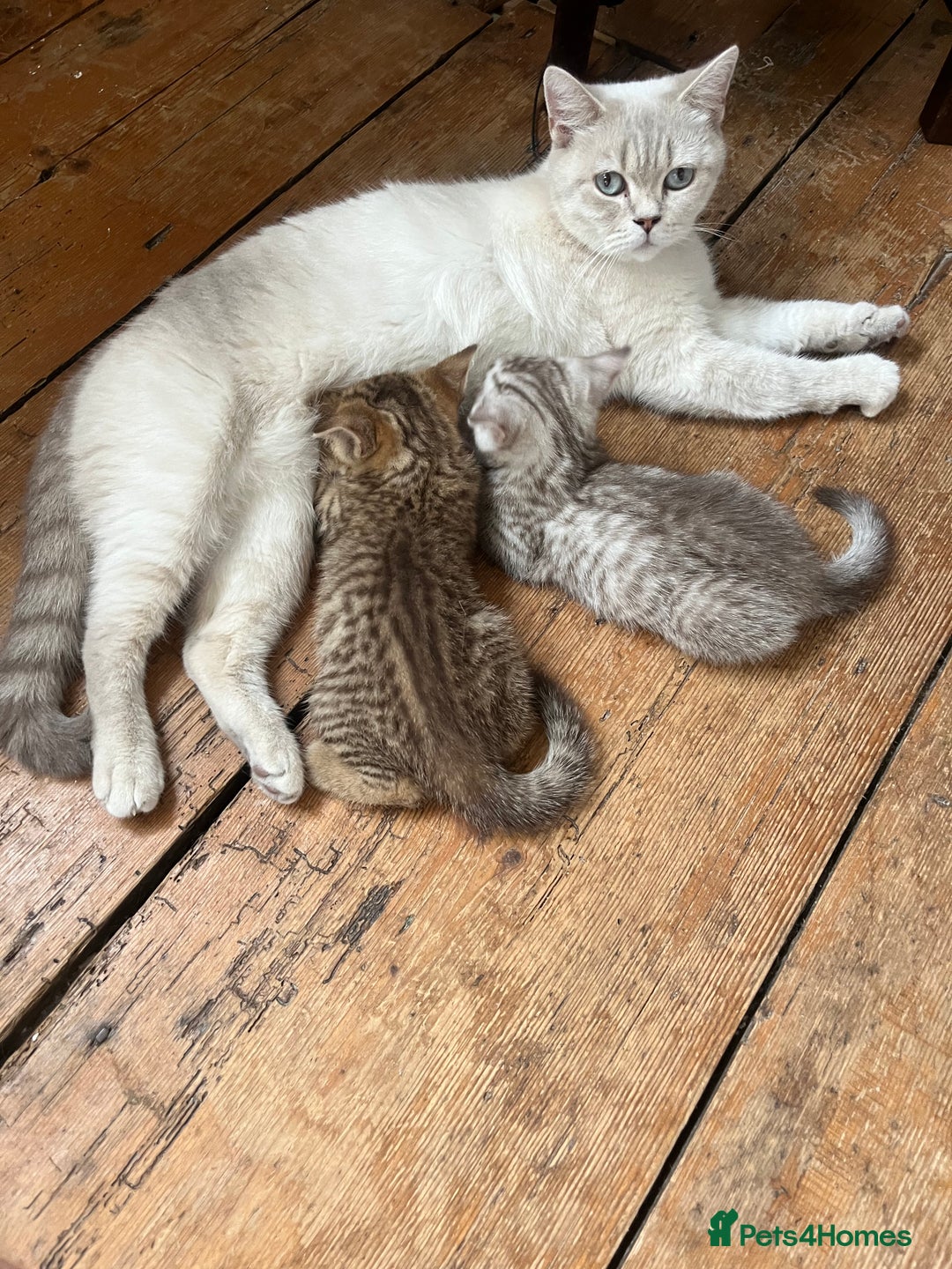 British Shorthair cats for sale:  Beautiful and gentle British shorthair kittens - Image 10