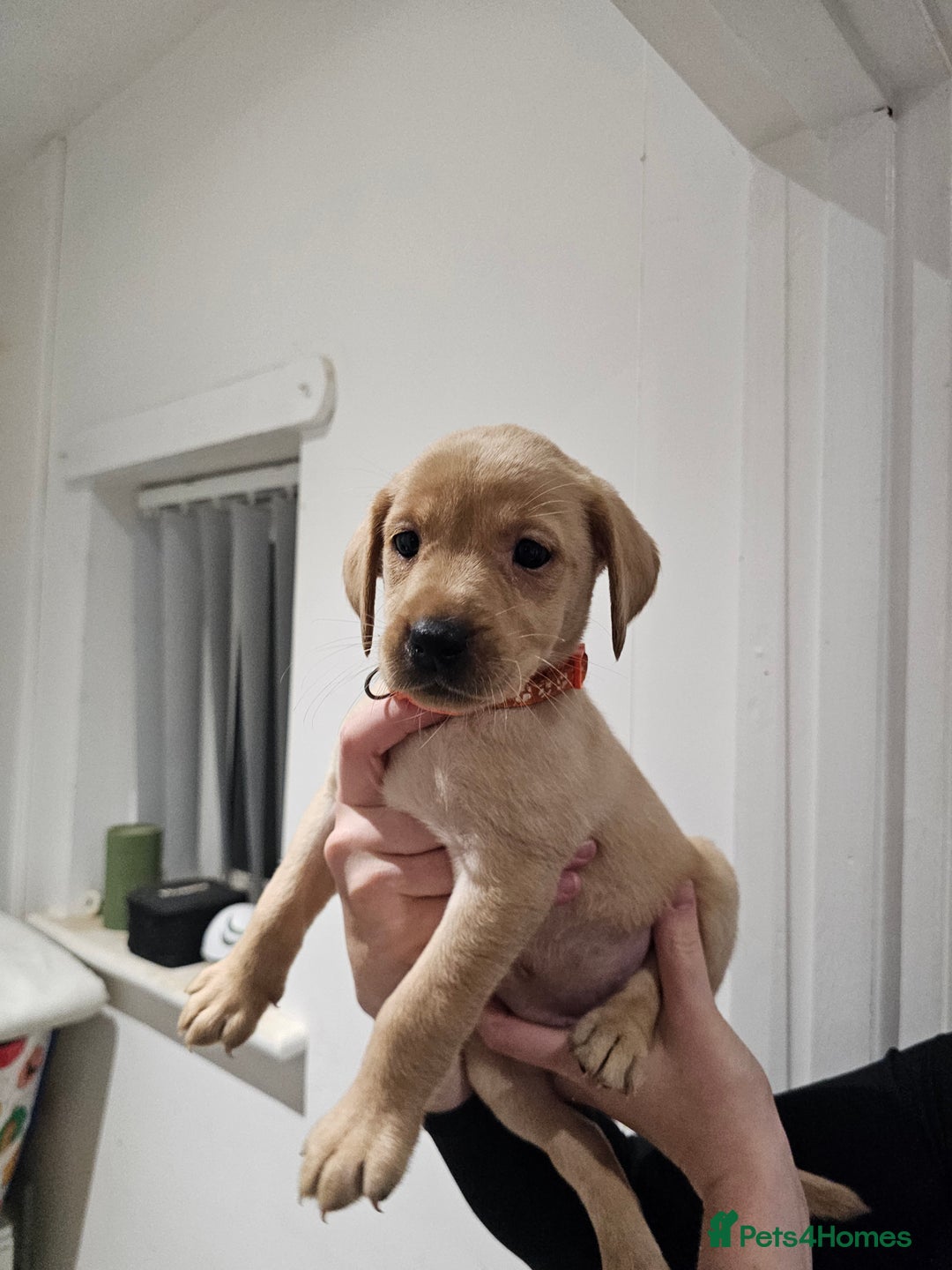 Labrador Retriever dogs for sale: 🐕3 pedigree labs remaing 🐕 - Advert 7