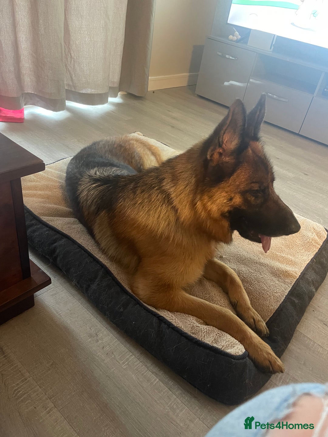 German Shepherd dogs for sale: Beautiful 3 year old female German Shepard  in Snodland - Image 4
