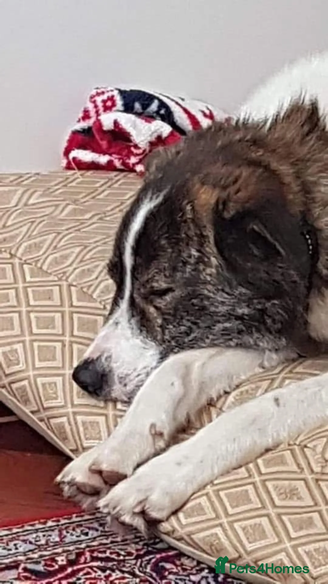 Mixed Breed dogs for adoption: Albie - Norwich Norfolk  - Advert 7