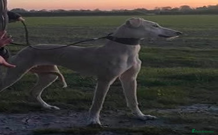 Lurcher dogs - Advert 3