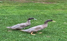 Ducks poultry for sale: 2 Blue Mix Runner Duck Drakes - Image 3