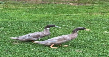 Ducks poultry - Advert 7