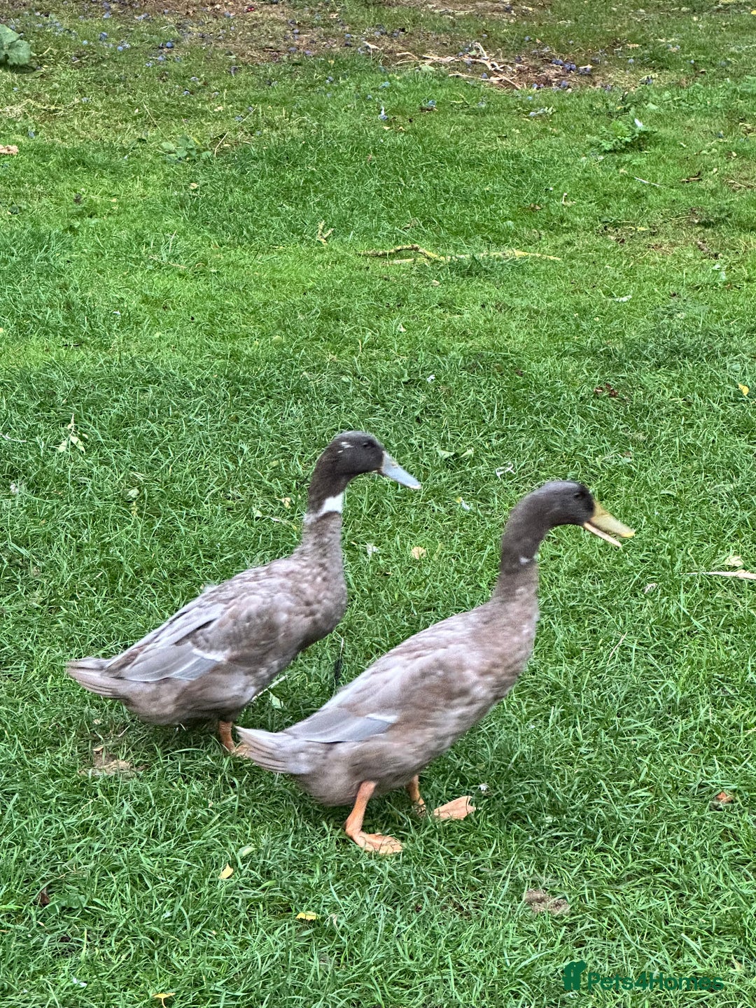 Ducks poultry for sale: 2 Blue Mix Runner Duck Drakes - Image 3