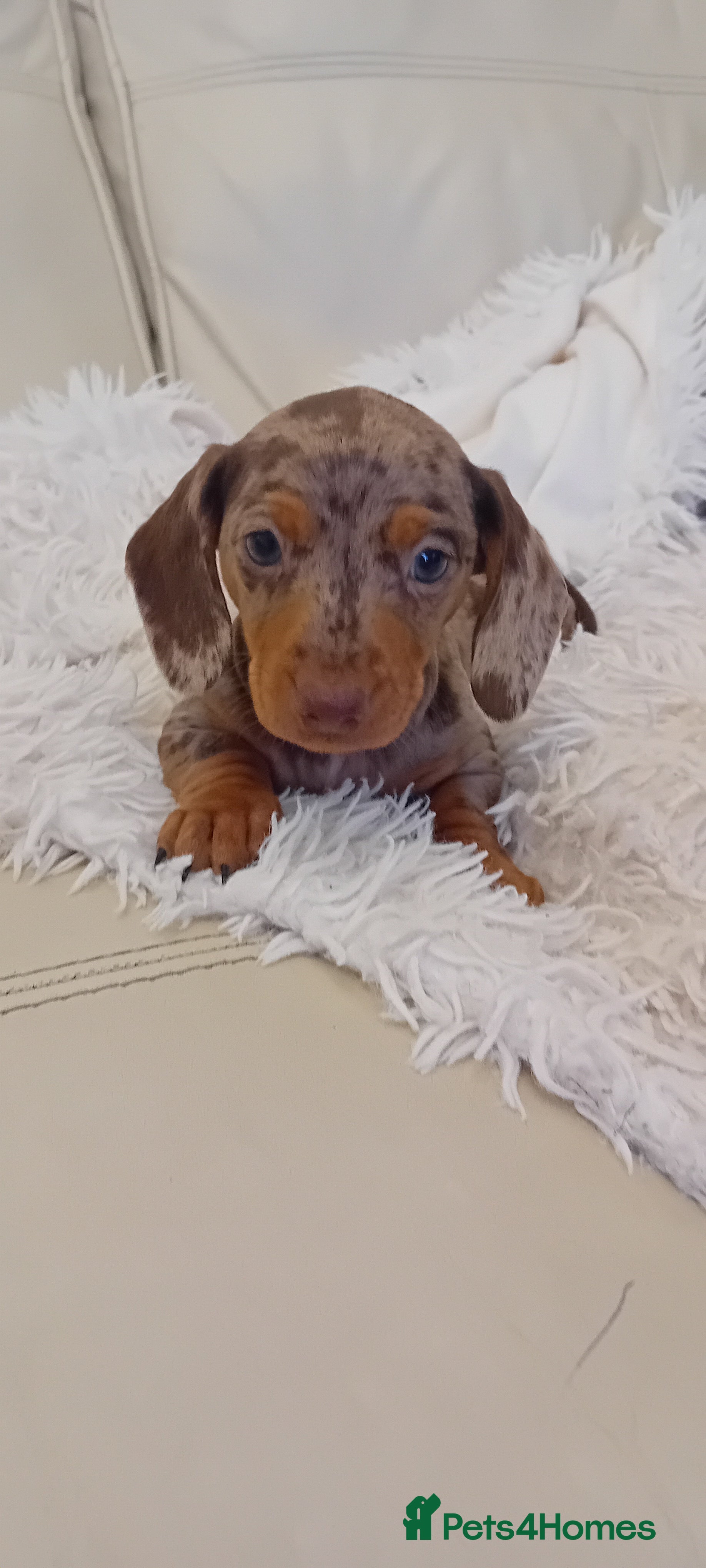 Miniature Dachshund dogs Boy dapple - Advert 12