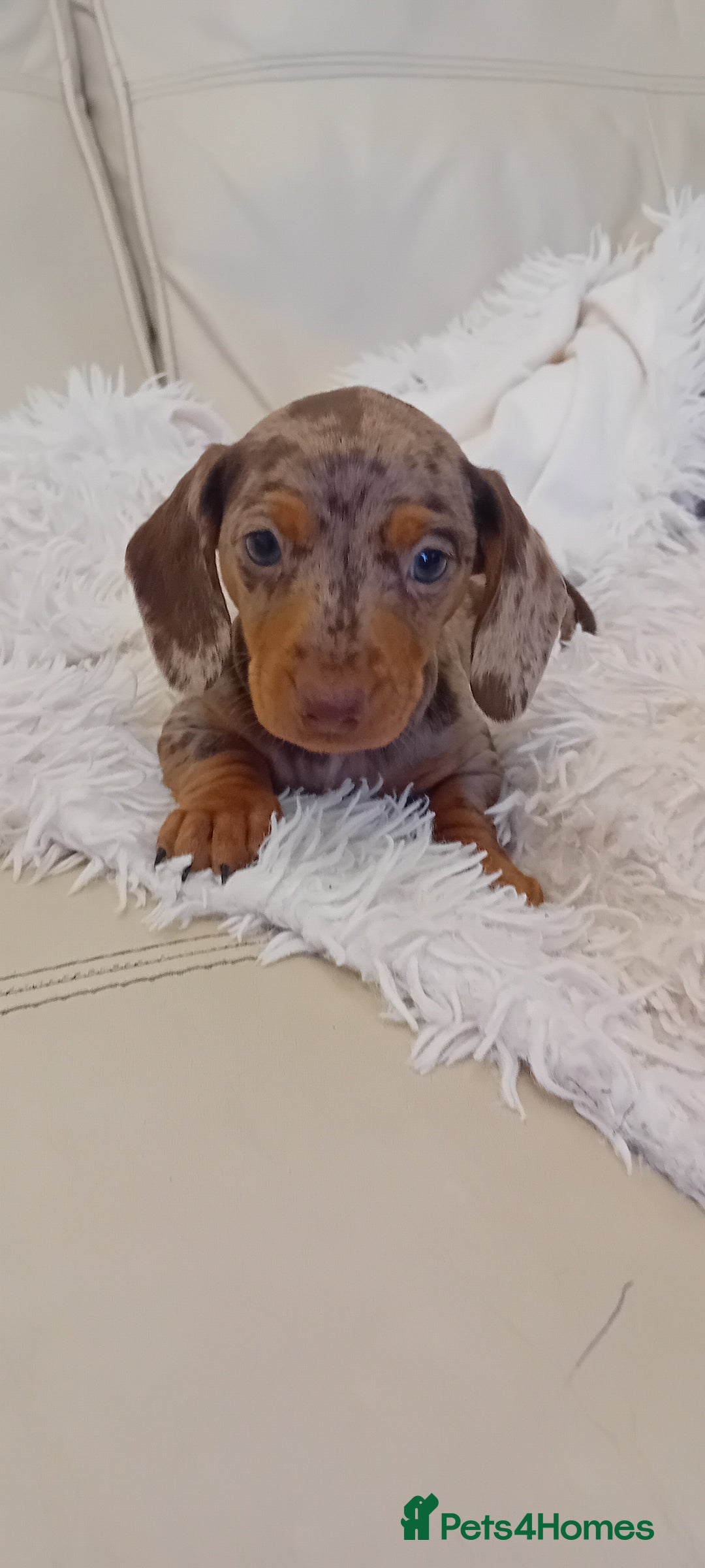 Miniature Dachshund dogs for sale: Boy dapple - Advert 1