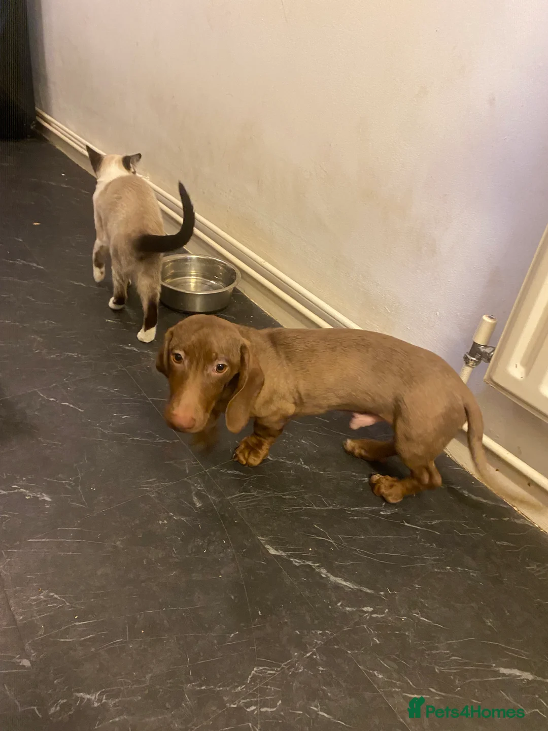 Dachshund dogs for sale: Small standard Dashound  - Advert 4